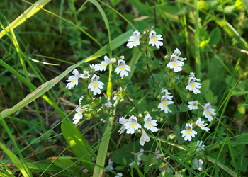 Gewöhnlicher Augentrost (Euphrasia rostkoviana) - © Emanuel Trummer
